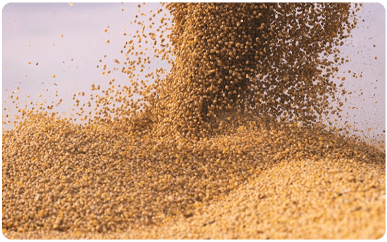 کنجاله سویا ، نور چشم صنعت طیور